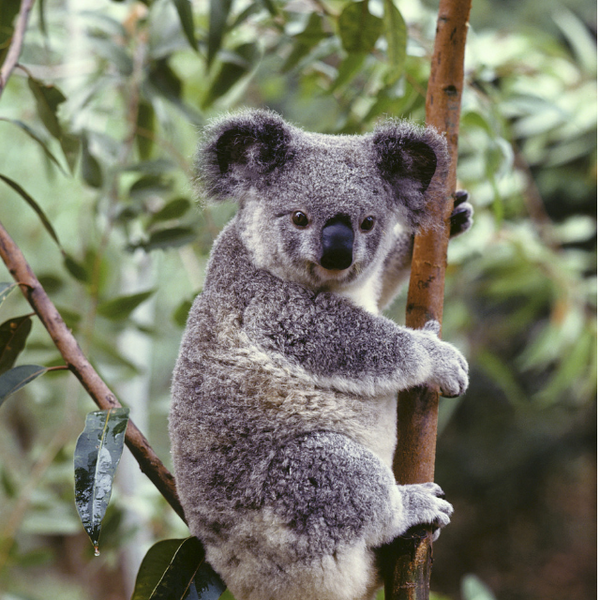 Why Women and Koala Bears Have So Much in Common