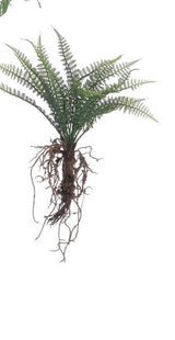 Faux Fern With Exposed Roots